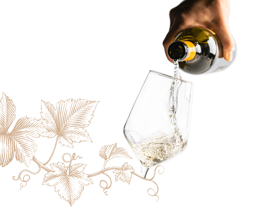 Vin blanc versé : Dégustation et feuilles de vigne Main versant du vin blanc dans un verre, contrastant avec une gravure détaillée de feuilles de vigne couleur cuivre sur fond noir.